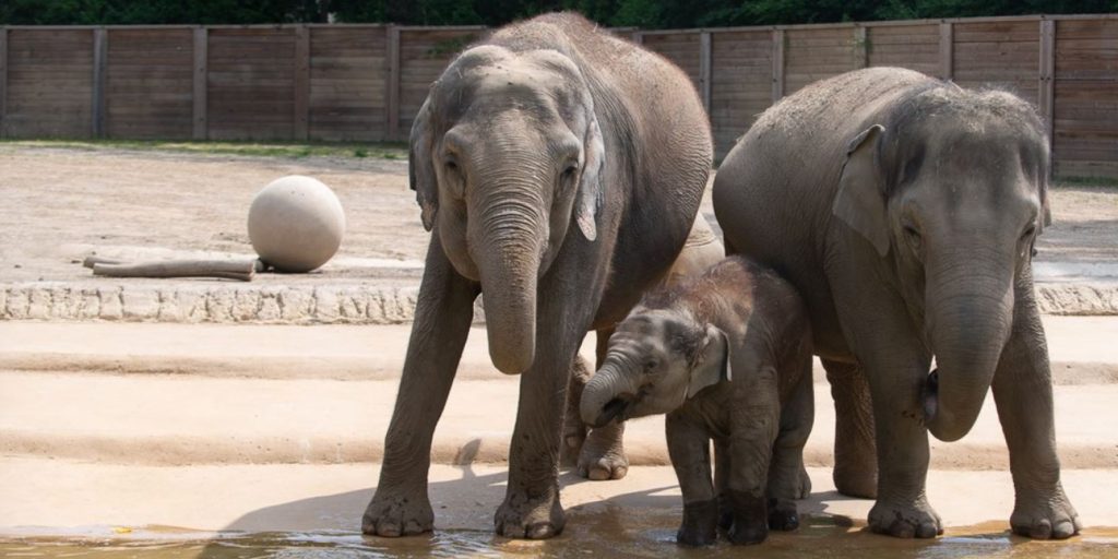 A family of elephants at the Columbus Zoo and Aquarium.
