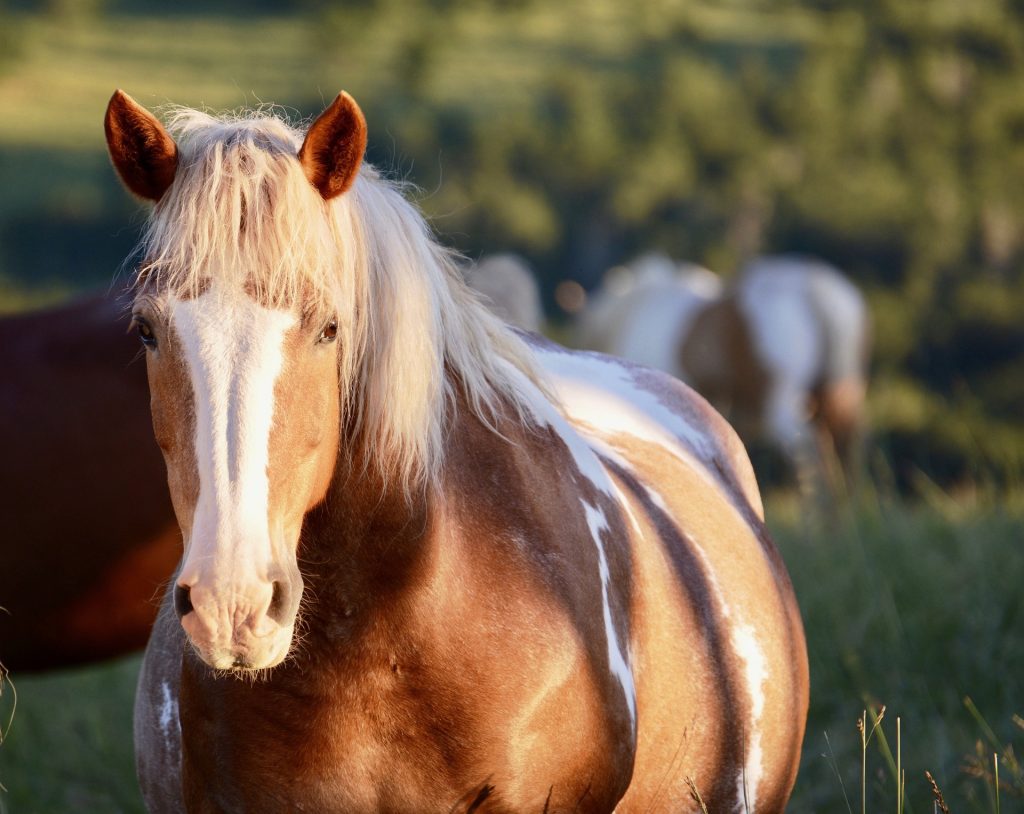 A beautiful horse at a horse sanctuary.