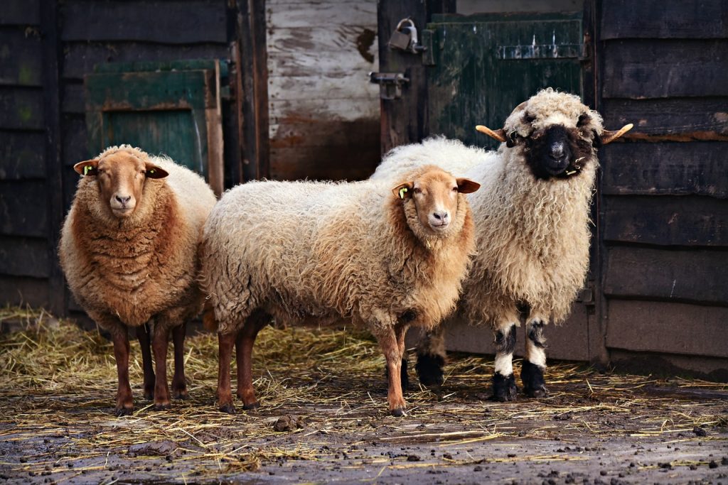 Three sheep.